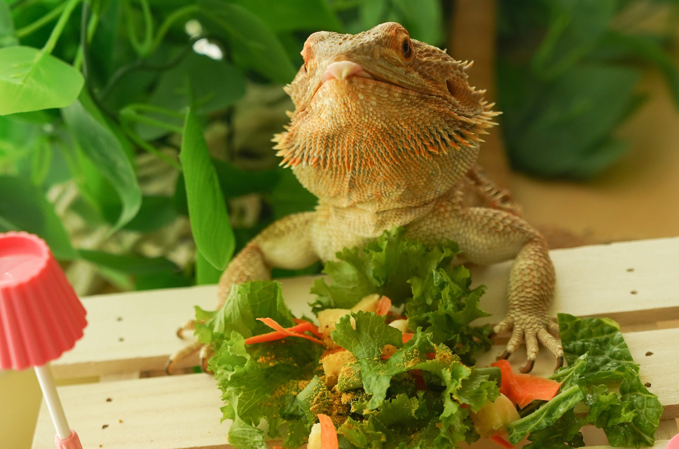 Best Greens for Bearded Dragons Diet: YES THEY NEED GREENS – Reptilian Kingdom