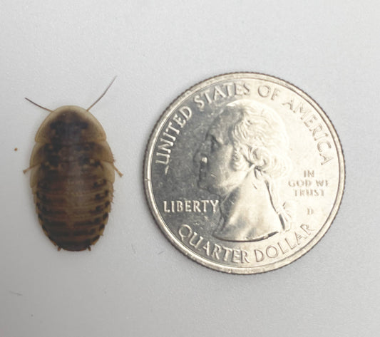 Medium Dubia Roaches