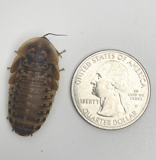 Large Dubia Roaches