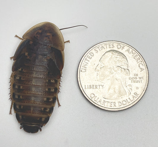 XL Large Dubia Roaches