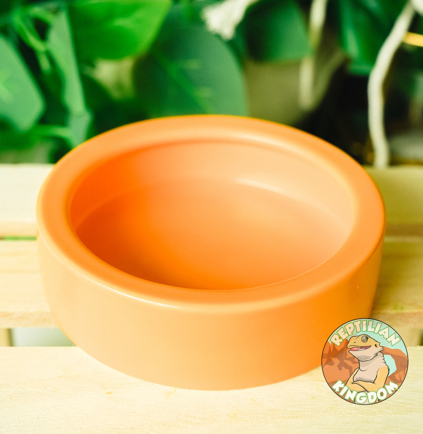 ESCAPE PROOF Reptile Feeding Bowl