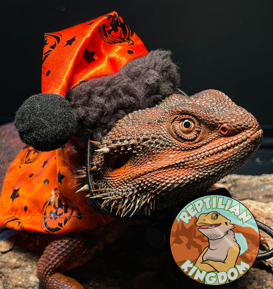 Dragon Hat and Cloak Holiday Costume