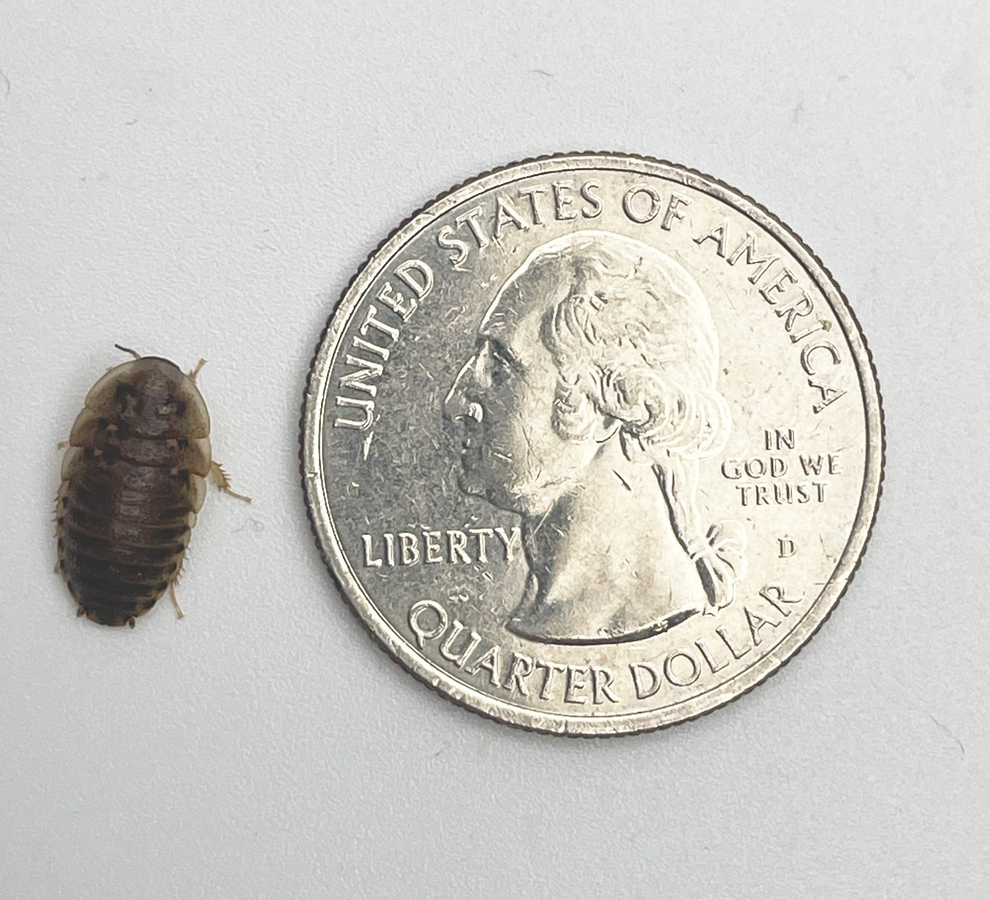 SMALL Dubia Roaches