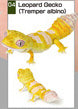 Bearded Dragon & Leopard Gecko Japanese Figures