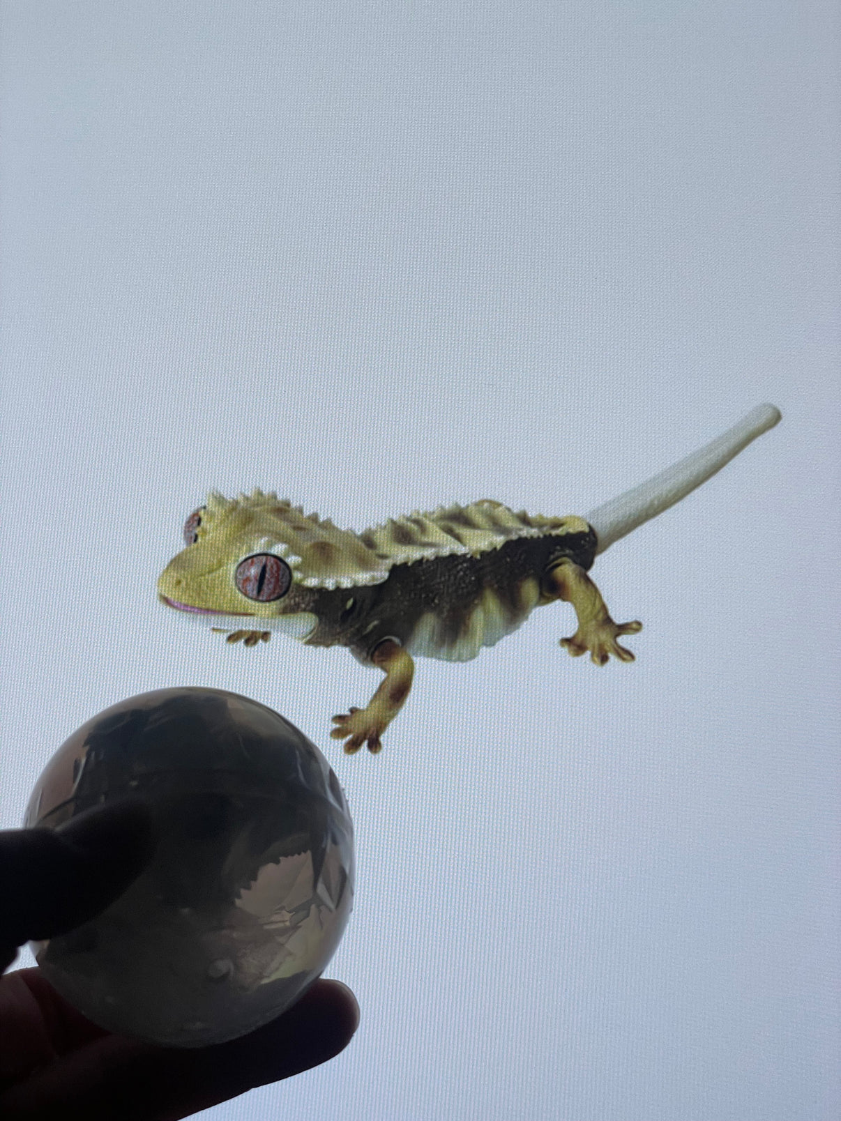 Crested Gecko Capsule Toys from Japan Reptilian Kingdom