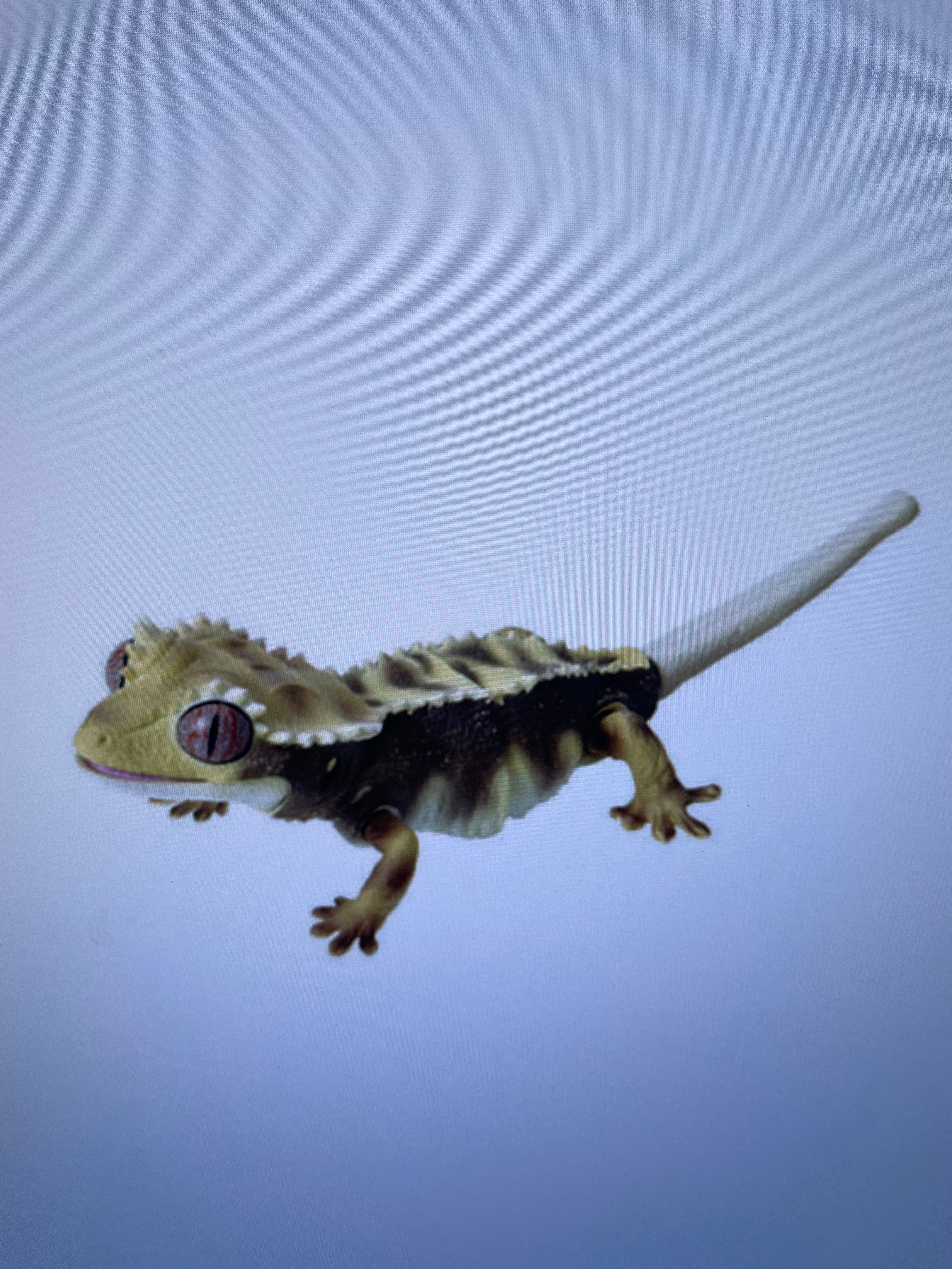 Crested 2024 gecko keychain