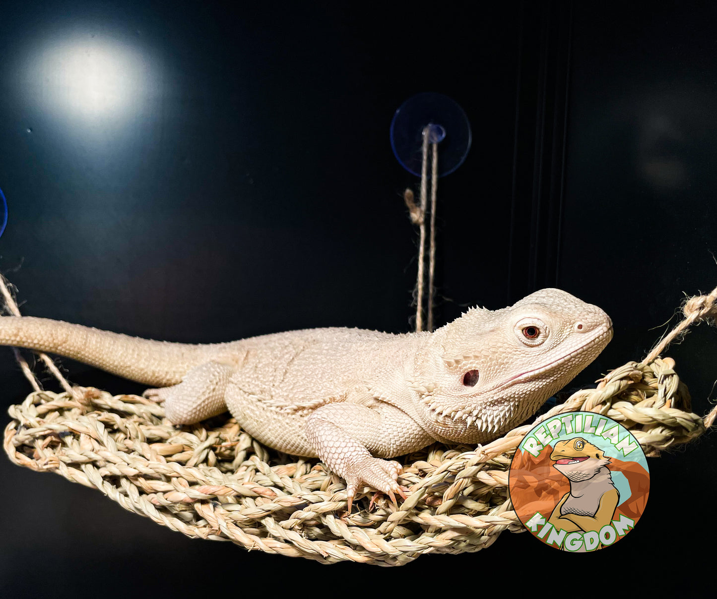 Reptilian Hammock, 10x8x8