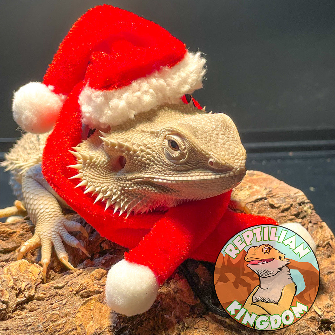 Holiday Spirit with Bearded Dragon!