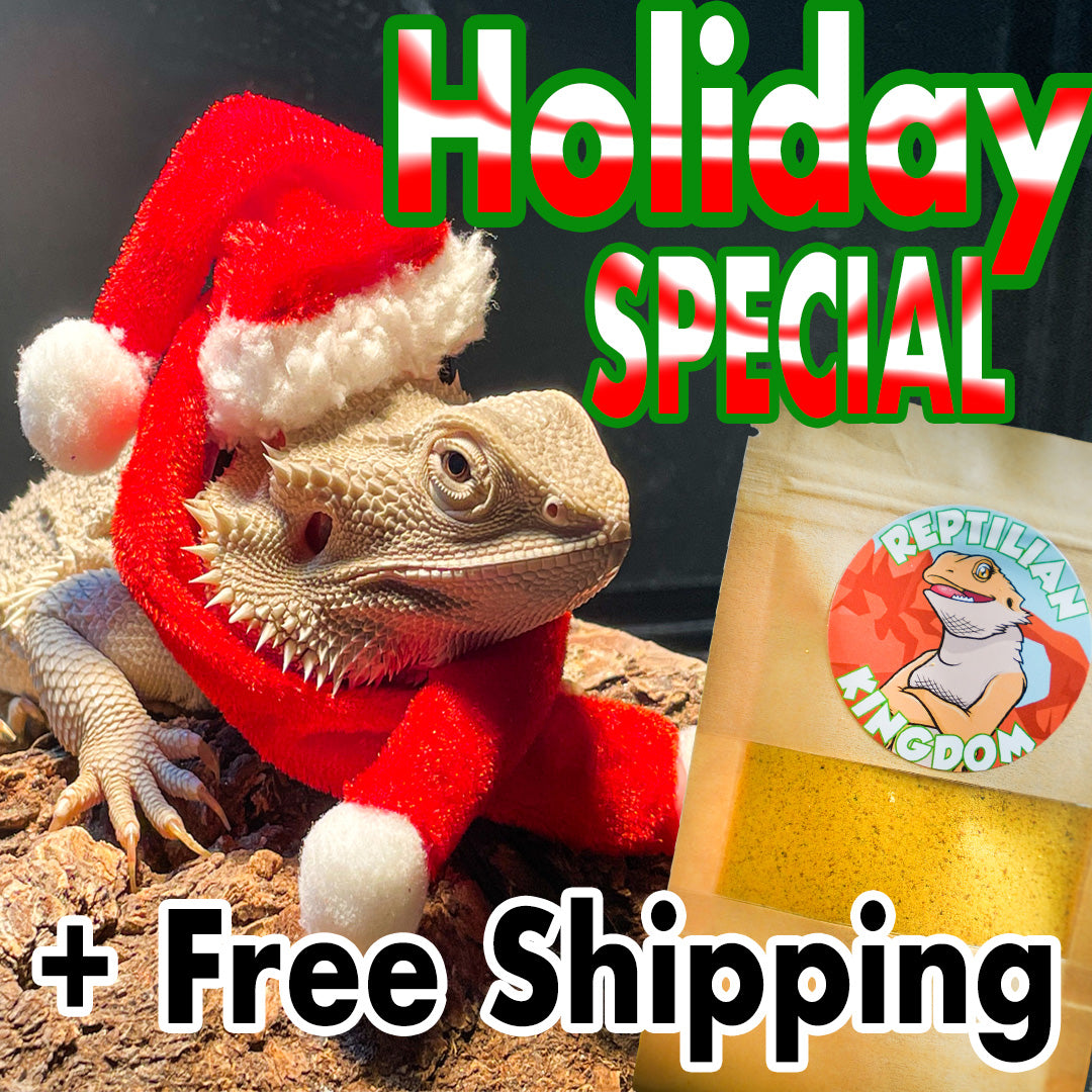 Holiday Spirit with Bearded Dragon!